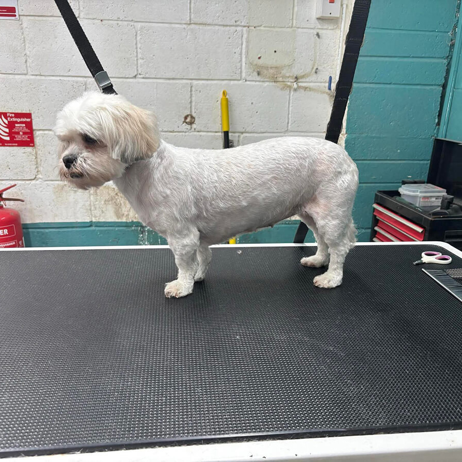 Bichon Mix After
