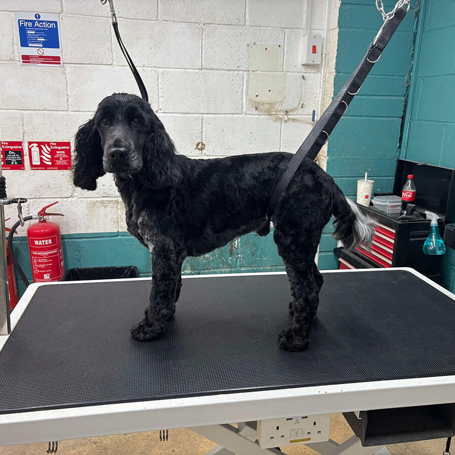 Black Cocker White Tail After