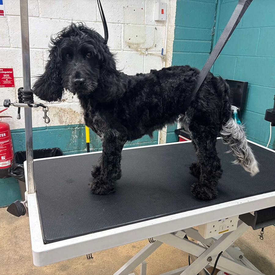 Black Cocker White Tail Before