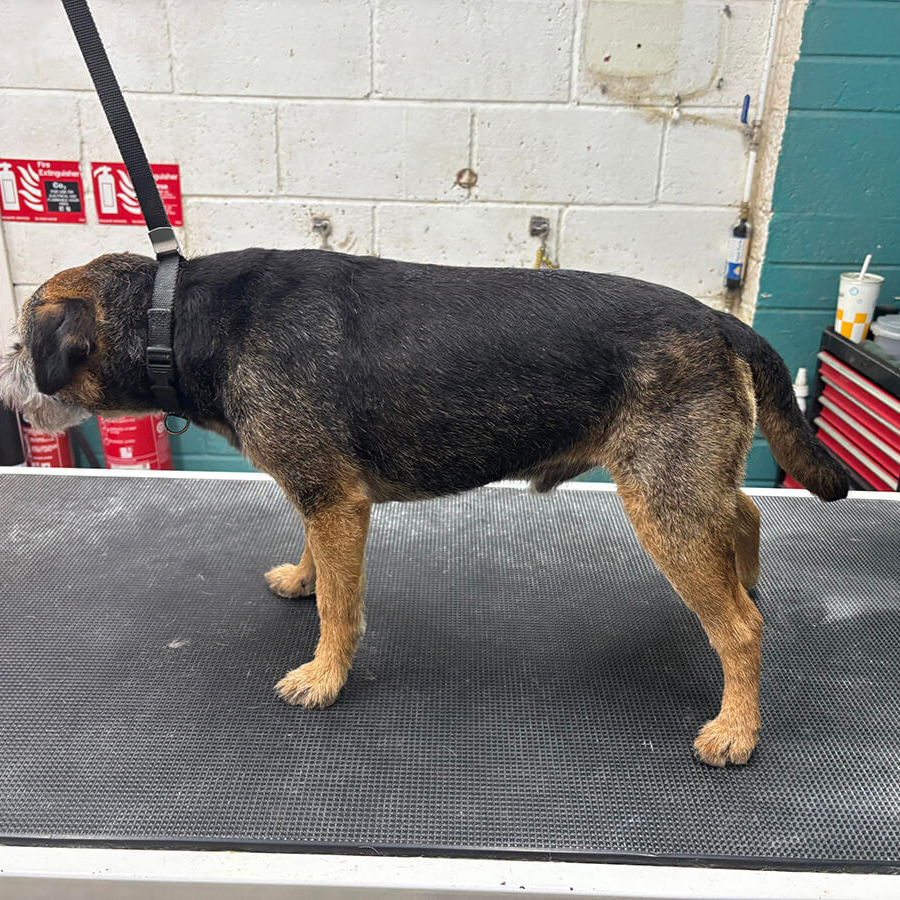 Border Terrier After