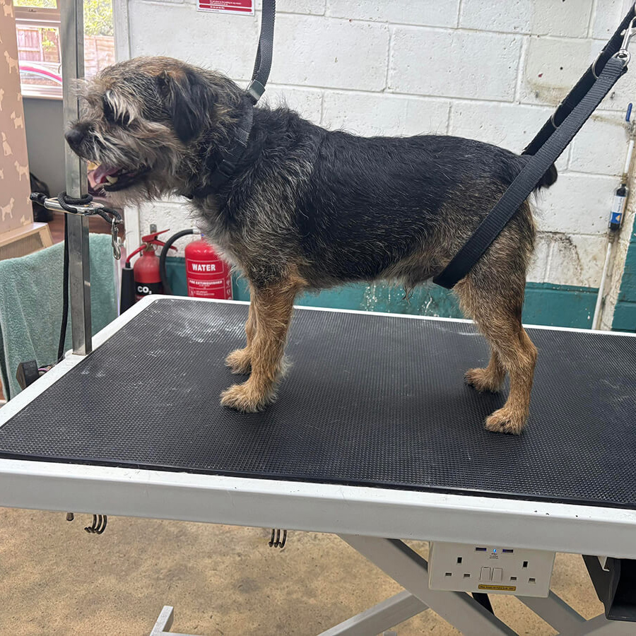Border Terrier Before