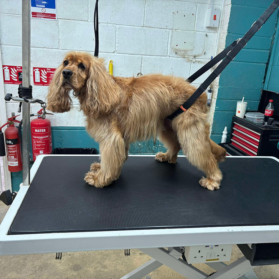 Golden Cocker Before