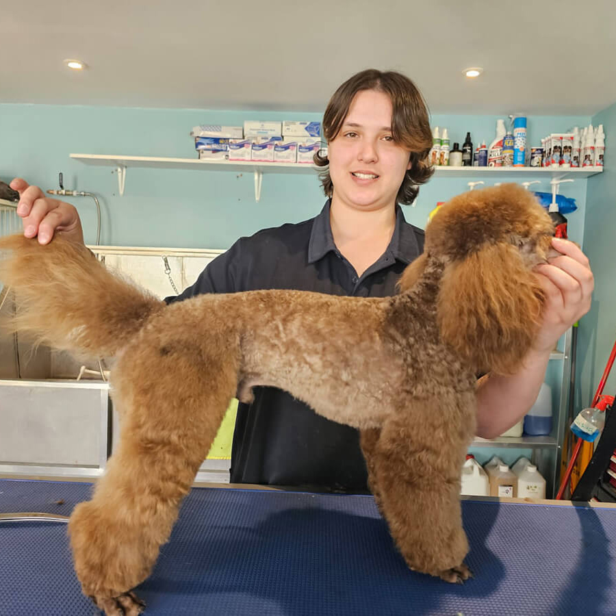 Simba Lamb Cut After