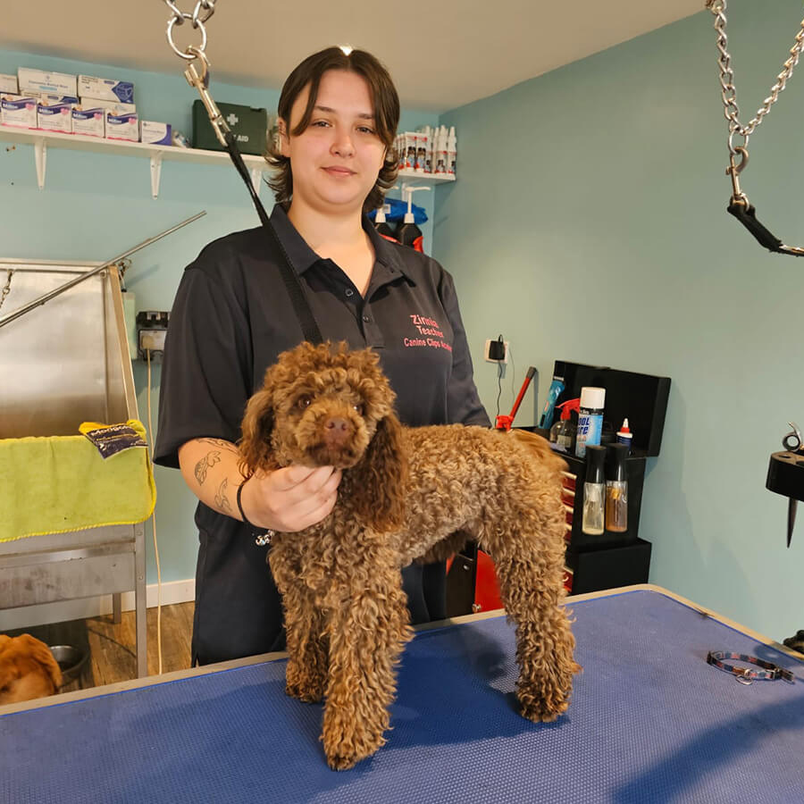 Simba Lamb Cut Before