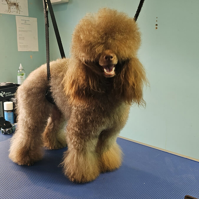 Simba Scandinavian Before