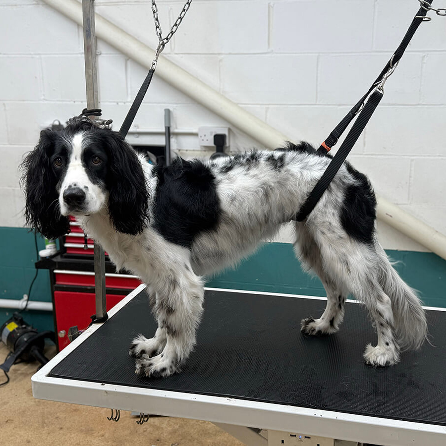 Sprocker Before