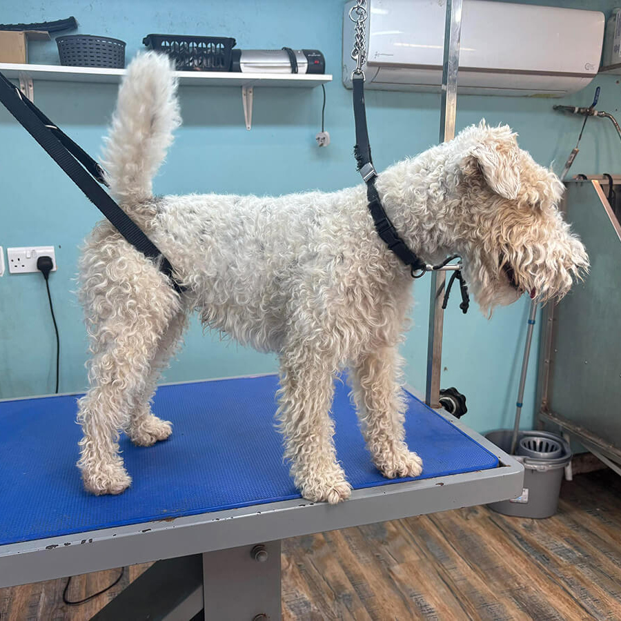 Wire Fox Terrier Before