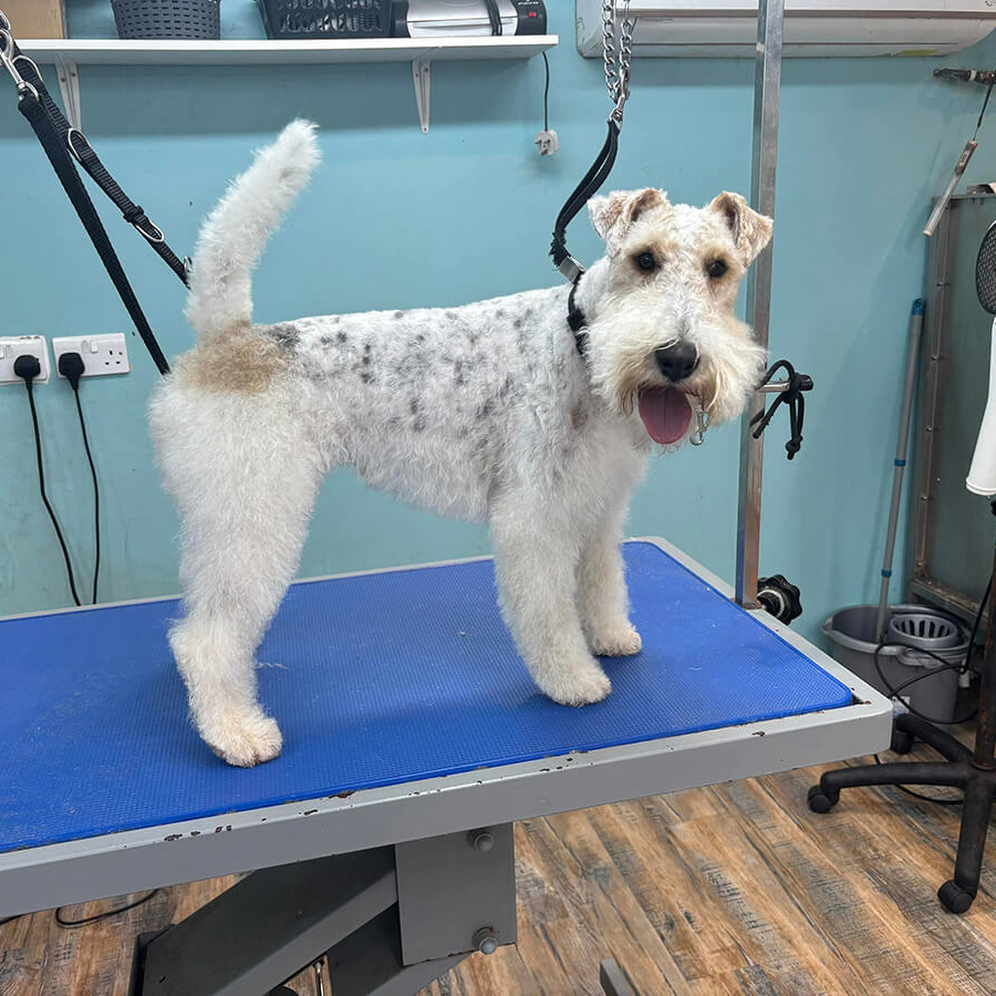 Wire Fox Terrier After