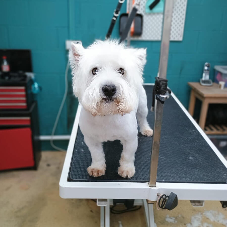 Westie Before